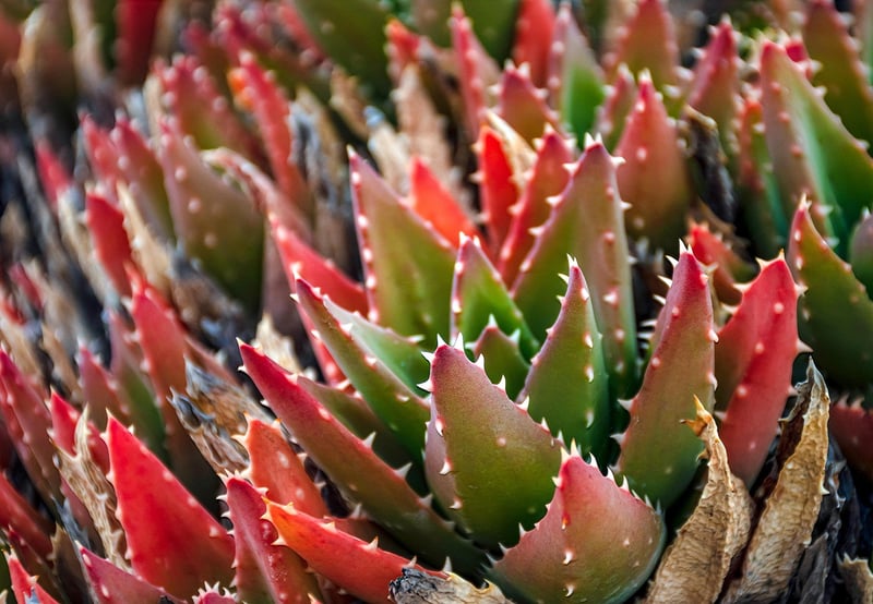 Starlit Succulents